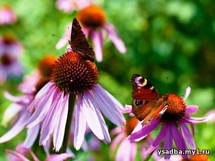 цветник для бабочек и пчел