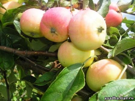 Карликовые яблони в Сибири
