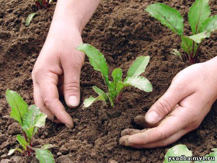 Рекомендации по срокам посева и посадки овощных культур