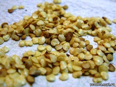 Перец и баклажаны — подготовка и посев семян