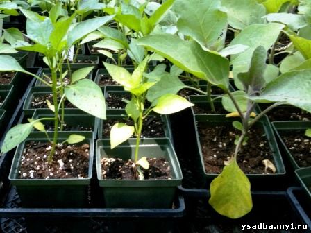 Перец и баклажаны — выращивание рассады