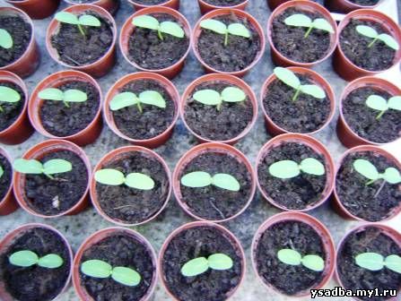 Томаты — выращивание рассады