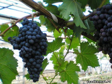 Выращивание винограда в теплице
