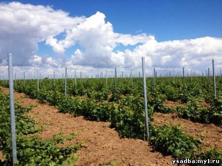 Почвенно-климатические условия для винограда