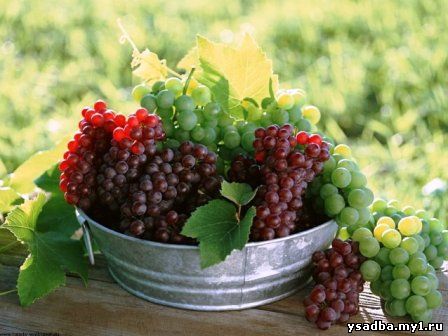 Как регулируется сортимент винограда