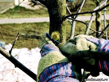 Плодовые деревья: особенности обрезки и формирования кроны