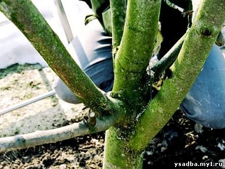 Лечение надземной части плодового дерева