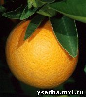 Апельсин комнатный