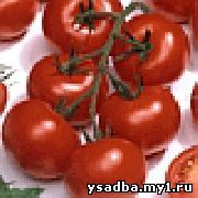 http://solnsad.ru/image-pomidory/596_603_sm.jpg