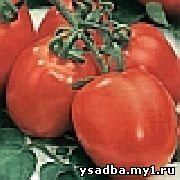 http://solnsad.ru/image-pomidory/606_613_sm.jpg