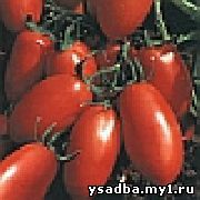 http://solnsad.ru/image-pomidory/607_614_sm.jpg