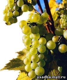 Сорт винограда Шардоне