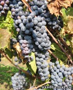 Уорден (Ворден, Worden) – сорт винограда