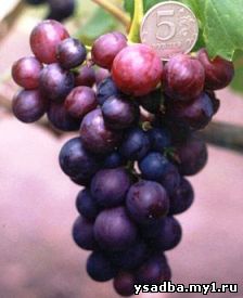 сорт винограда XVII-10-26