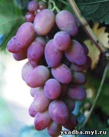 Юбилей херсонского Дачника - виноград