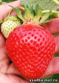 http://nasha-dacha.com/berry/strawberry/image/str27.jpg