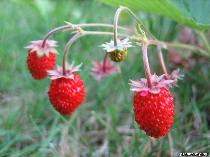 http://fresh.ezar.ru/uploads/posts/2011-03/1299519250_strawberry_frozen_in_ice_cube.jpg