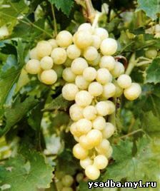сорт винограда VI-1-4-5