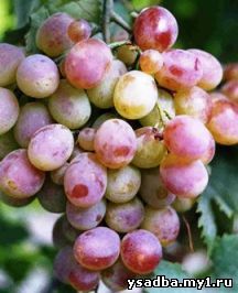 Сорт винограда VI-1-7-5