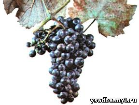 Сорт винограда Гаме Фрео